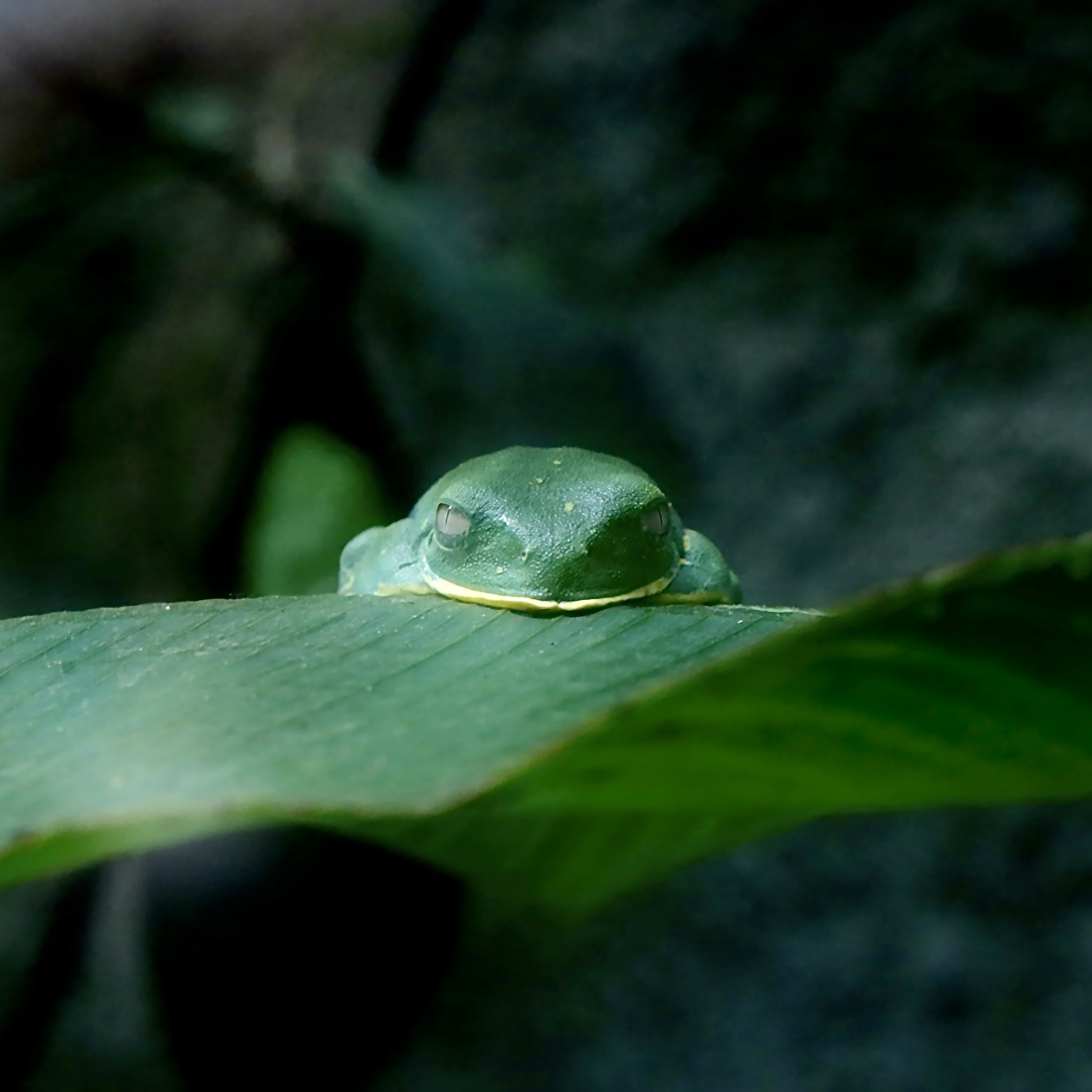 Leveraging global media to transform nature financing