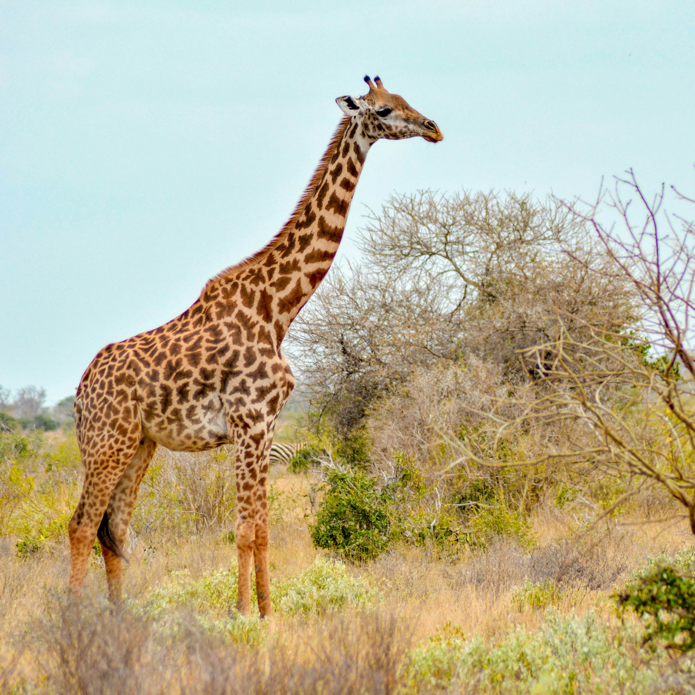 Leveraging global media to transform nature financing